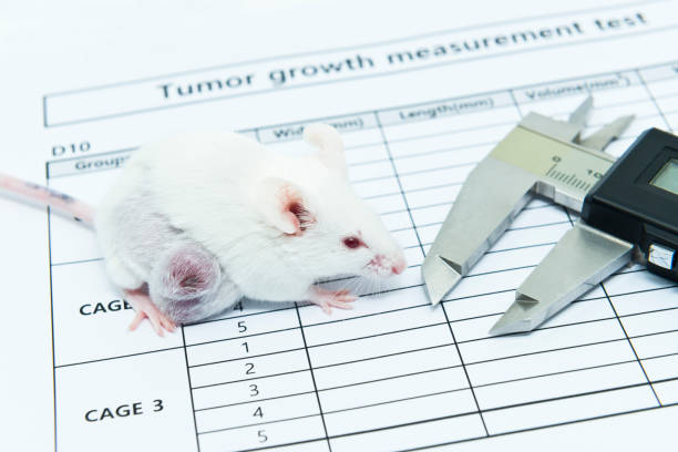 istock A caliper and experimental tumor bearing white mouse on the tumor growth measurement test paper 1269520075