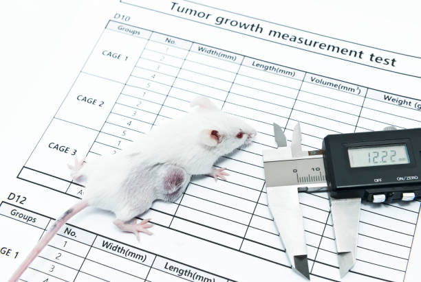 istock A caliper and experimental white mice with flank tumor on the tumor growth measurement test paper 1269520139