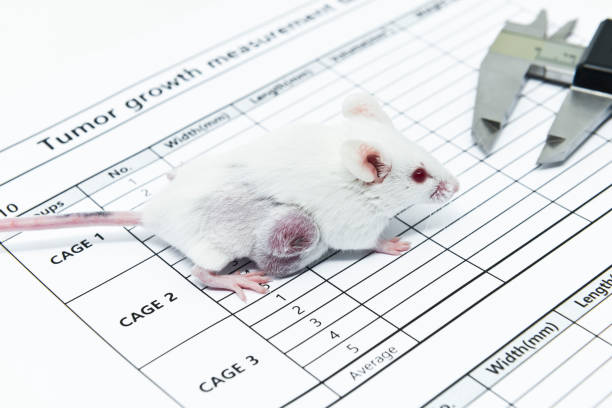 Experimental tumor bearing white mouse and a caliper on the tumor growth measurement test paper