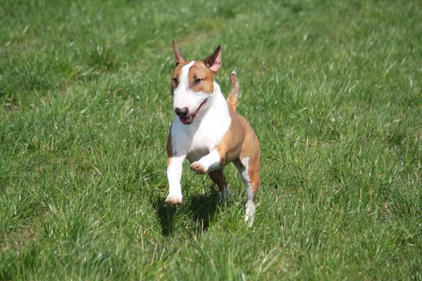 実行中のアメリカのスタッフォードシャーテリアのクローズアップショット - american staffordshire terrier bull terrier terrier purebred dog ストックフォトと画像