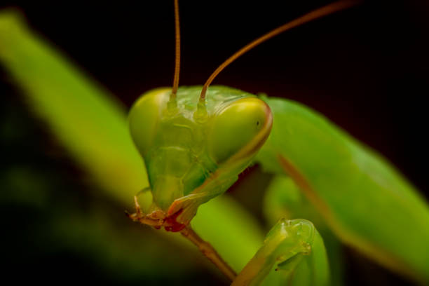 istock Beautiful European mantis 1269521632