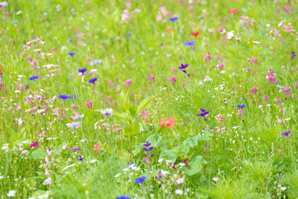 istock a meadow of wild flowers 1269521749