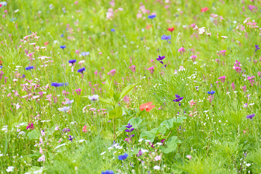 bee friendly meadow with many wild flowers, including multicolored poppies an cornflowers