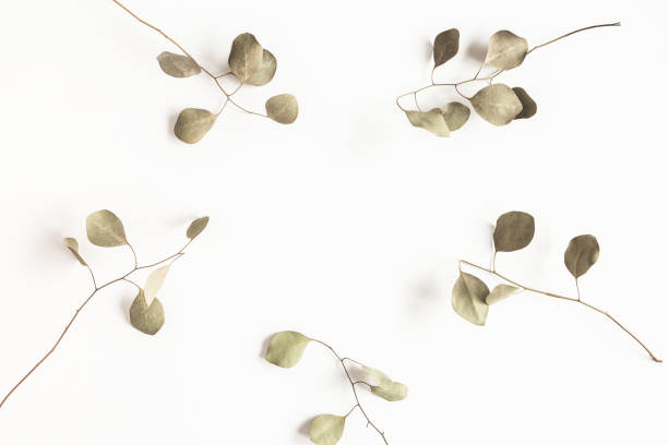 istock Autumn composition. Eucalyptus leaves on white background. Autumn, fall, winter concept. Flat lay, top view 1269521846