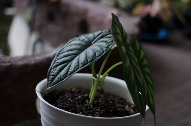 Photo of Alocasia Dragon Scale plants in white pot in the garden