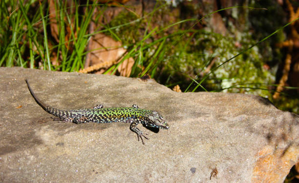 istock common mediterranean lizard on a pebble in the rock stone in nature 1269522038