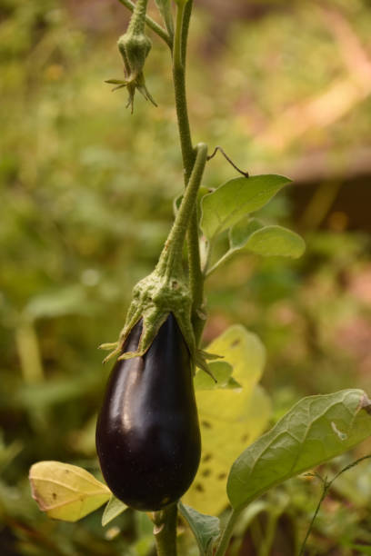istock Purple Eggplant Hanging on a Vine in a Garden 1269522837