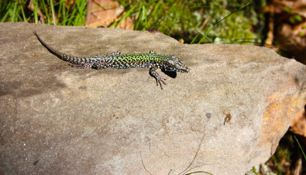istock common mediterranean lizard on a pebble in the rock stone in nature 1269522882