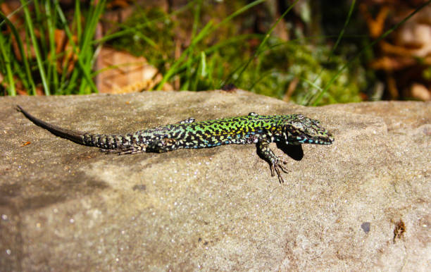 istock common mediterranean lizard on a pebble in the rock stone in nature 1269522885