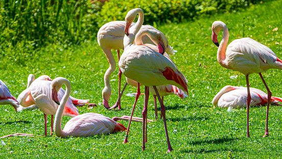 Flamingos stand on the grassland.