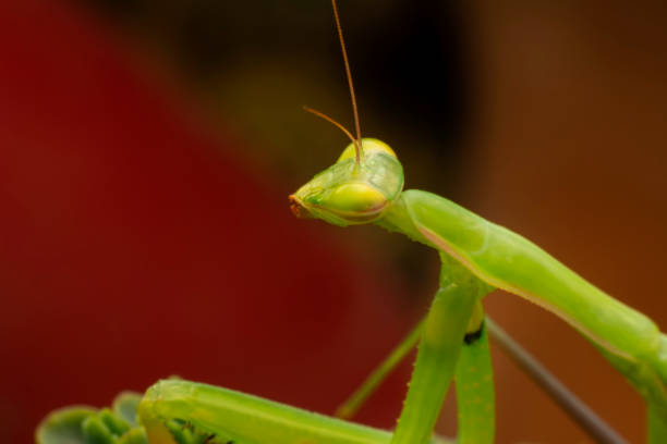 istock Beautiful European mantis 1269523116