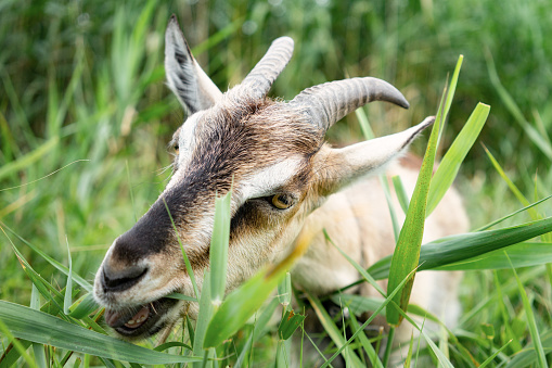 Farm smoke goat eating grass in pasture, enjoying warm summer day. Front view of gray domestic animal with horns and collar on long leash eating grass in countryside. Farm animals concept.
