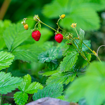 Closeup view of strawberry plant with fruits and farming