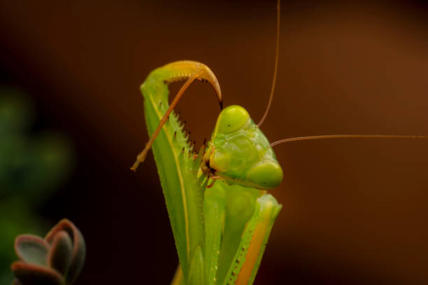 istock Beautiful European mantis 1269523454
