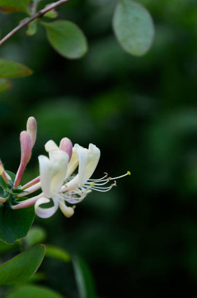 istock Lonicera etrusca, Etruscan honeysuckle 1269524162