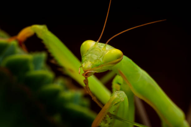 istock Beautiful European mantis 1269524489