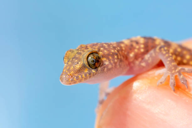 istock gecko in the garden 1269525654
