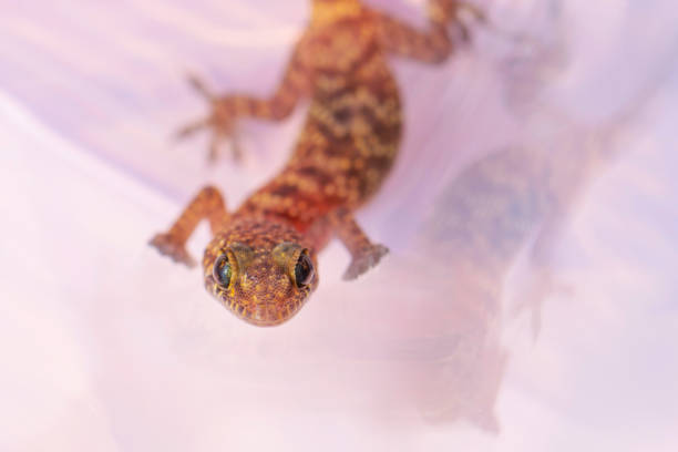 istock gecko in the garden 1269525746