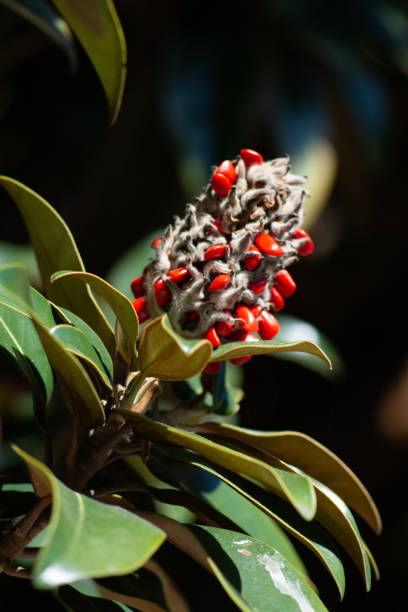 istock Magnolia branch with seed pod and bright red seeds 1269525811