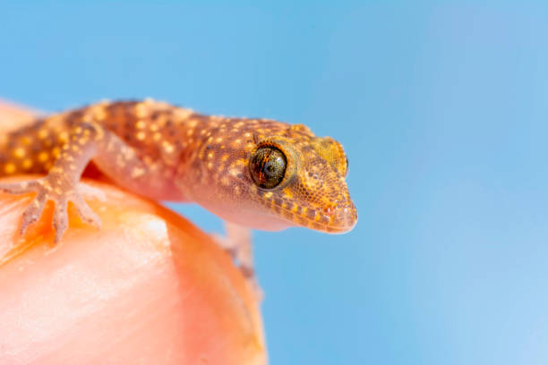 istock gecko in the garden 1269525997