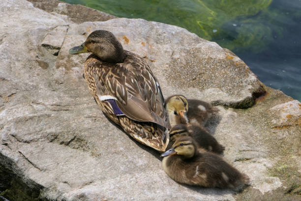 Mallard family in body care and relaxation: the mother duck with her chicks