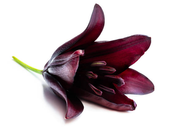 Macro  image of the single black lily flower isolated on white