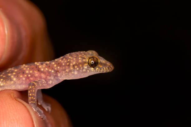 istock gecko in the garden 1269526379