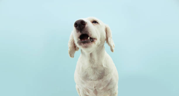 istock Funny puppy dog looking up. Isolated on blue colored background. 1269526532