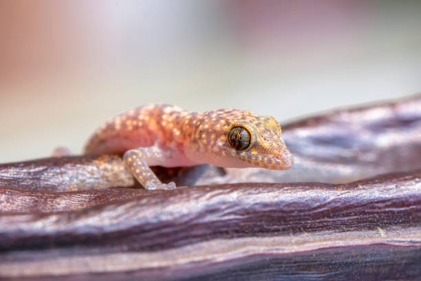 istock gecko in the garden 1269527143