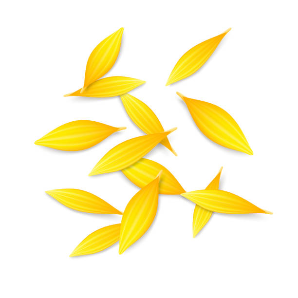 ilustraciones, imágenes clip art, dibujos animados e iconos de stock de pila de pétalos amarillos - herb chamomile flower arrangement flower