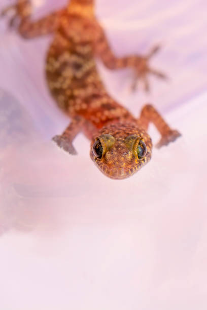 istock gecko in the garden 1269527360