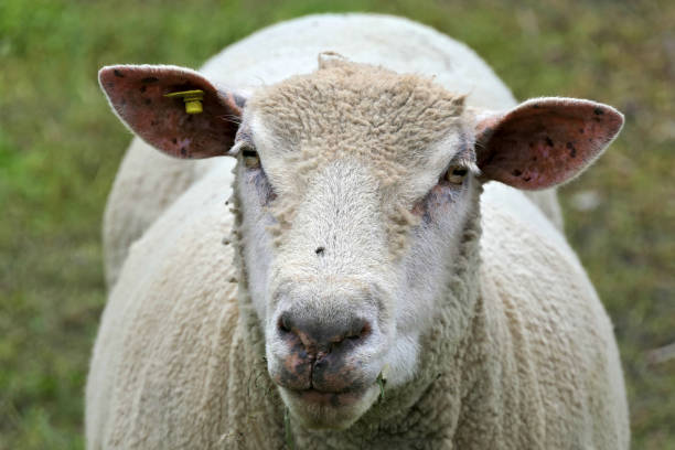 istock Closeup face of a white sheared sheep in a green pasture 1269527557