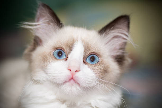 istock two month old Ragdoll kitten at home 1269527573
