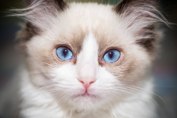 istock two month old Ragdoll kitten at home 1269527586