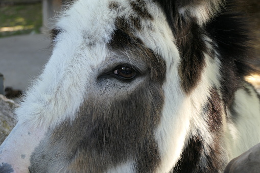 This donkey lives as a pet on a farm in Switzerland.