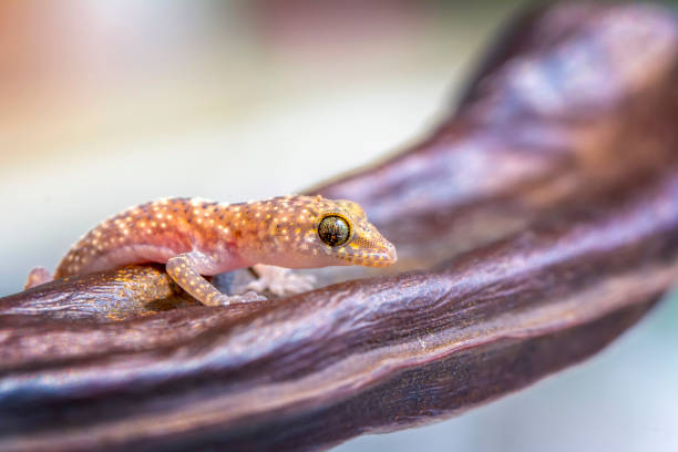 istock gecko in the garden 1269528533