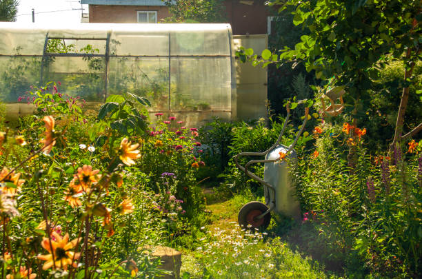 カントリーハウスの近くの家庭農業。農村の家の農業用具や家庭用品。温室と花。 - planting tomato vegetable garden vegetable ストックフォトと画像