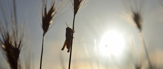 Small grasshopper on a wheat branch at sunrise