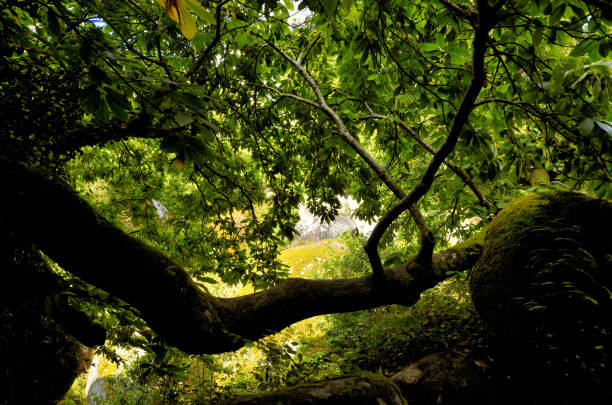 istock Huelgoat forest in Brittany, France 1269530385