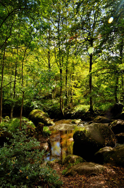 istock Huelgoat forest in Brittany, France 1269530404