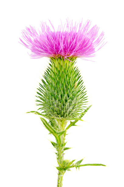 burdock de flores púrpuras también llamado gran burdock, burdoc comestible. arctium lappa. flor púrpura de bardana con cogollo verde aislado sobre fondo blanco. flor de bardana, planta de la eedicinal. - pointed toe fotografías e imágenes de stock