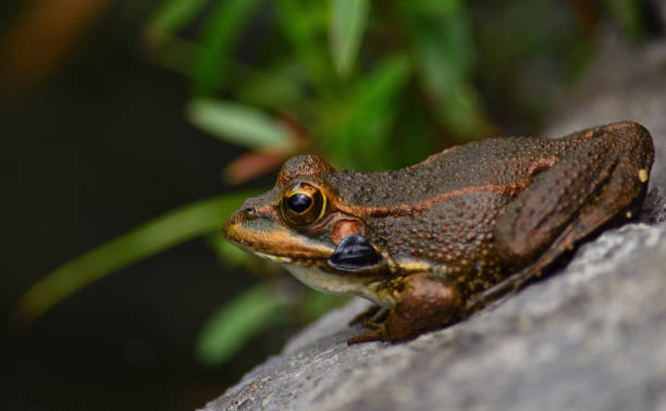 istock Small frog in foreground on a rock 1269531189