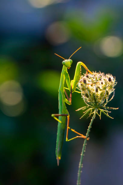 Close Up Of Praying Mantis On Rosemary Plant