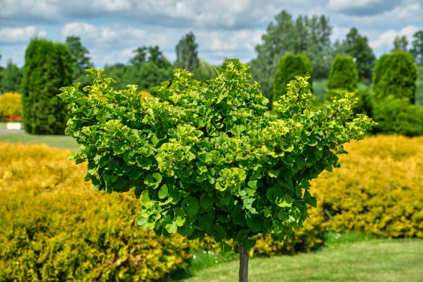 árvore ginkgo (ginkgo biloba) no jardim de verão. - ginkgo tree - fotografias e filmes do acervo