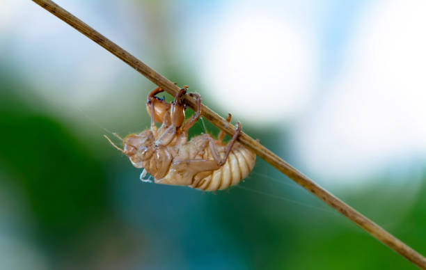 istock Beautiful nature scene macro cicada molting 1269533081