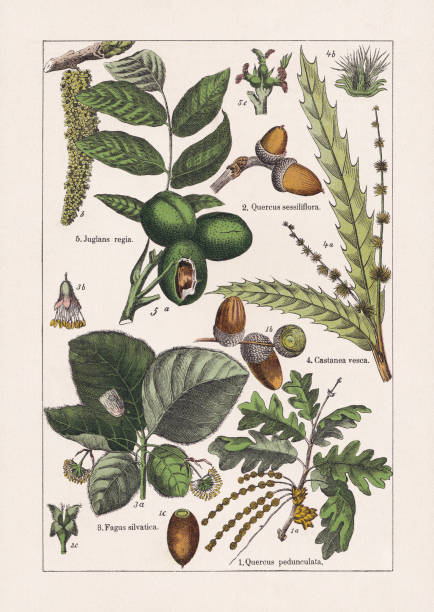 ilustraciones, imágenes clip art, dibujos animados e iconos de stock de magnoliids, cromolitógrafo, publicado en 1895 - walnut tree walnut nut branch