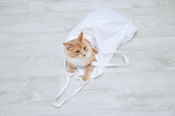 concept zéro déchet. un chat beige sur le plancher d’une chambre avec un sac en coton blanc. - faux bois photos et images de collection