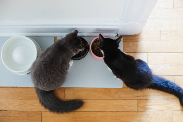 Two cats eating stock photo