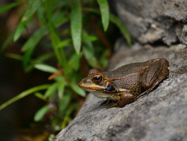 istock Little frog immobile on a rock 1269534097