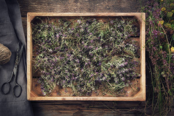 caja de madera llena de flores de tomillo secas y saludables, delantal de lino, tijeras y plantas frescas de serptillum de timo sobre mesa de madera. medicina alternativa. vista superior. plano. - 16611 fotografías e imágenes de stock